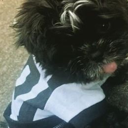 Shih Tzus from AhandfulofLoveBreeders