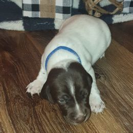 German Shorthaired Pointers from Krazy 8 Kennels