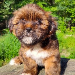 Goldberry - Brown female Lhasa Apso puppy in Jefferson, New York from Absolute Lhasa Love