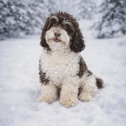 Cockapoo and Poodle All Grown Up from Kathy Maize