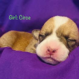 Circe - White and fawn female Pembroke Welsh Corgi puppy in Toccoa, Georgia from The Grooming Barn LLC/ Wet Dog Ranch