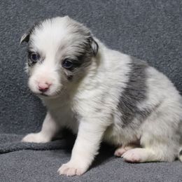 Charlie - Slate merle male Border Collie puppy in Richmond, Maine from Lil Maine Border Collies