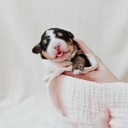 Bernedoodle Puppies from Sugar Valley Doodles