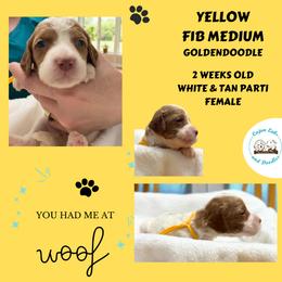 Buttercup: Yellow Collar - Parti female Goldendoodle puppy in Raceland, Louisiana from Cajun Doodles