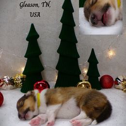Yellow Collar Sable Male - Sable and white male Collie puppy in Gleason, Tennessee from Liberty Collies