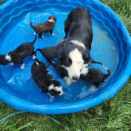 Border Collie Puppies from Cullins Collies