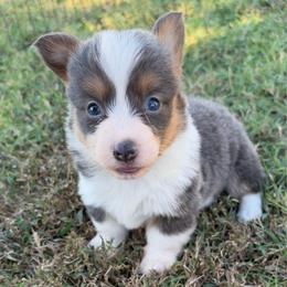 Jolene - Blue female Pembroke Welsh Corgi puppy in Beggs, Oklahoma from Blue Diamond Corgi’s