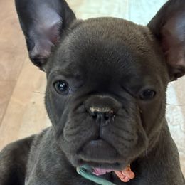 French Bulldogs from Luna Blue French Bulldog of Ohio