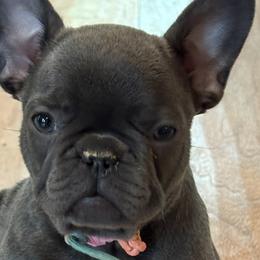 French Bulldogs from Luna Blue French Bulldog of Ohio