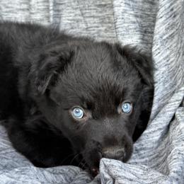 Chuck - Black & white male Australian Shepherd puppy in Kimbolton, Ohio from Wagon Wheel Aussies