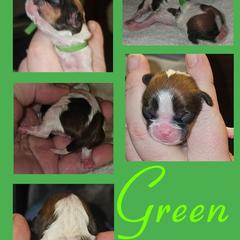 Cavatzu Puppies from Pulley Puppies