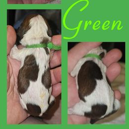 Cavatzu Puppies from Pulley Puppies