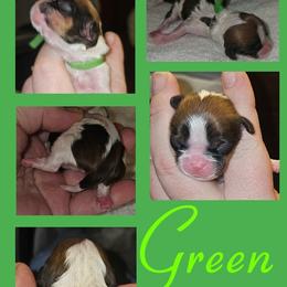 Cavatzu Puppies from Pulley Puppies