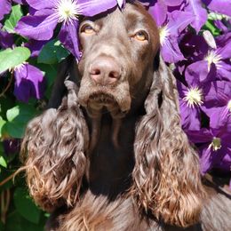 Field Spaniels from Calico Field Spaniels