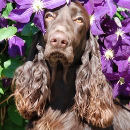 Field Spaniels from Calico Field Spaniels