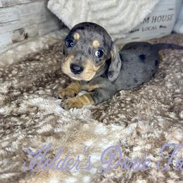 Shay - Dachshund puppy from Holder’s Doxie Farm