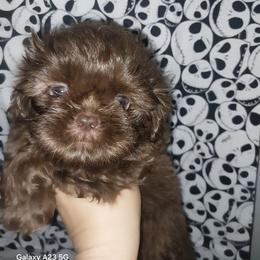 Briggs - Chocolate male Shih Tzu puppy in Arcadia, Florida from Kitsune Cuddles and kisses