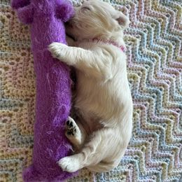 West Highland White Terrier Puppies from Westend Westies