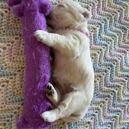 West Highland White Terrier Puppies from Westend Westies