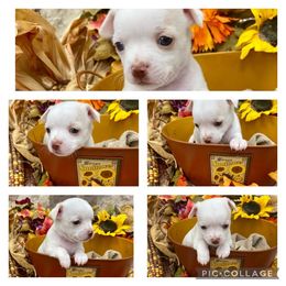 Chihuahuas from Kayla's Chihuahuas