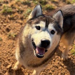 Storm - Black and white male Siberian Husky puppy in Loudon, Tennessee from Kristari Siberians