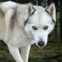 Nala - Siberian Husky