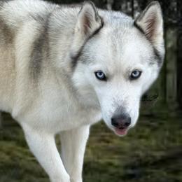 Nala - Siberian Husky