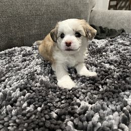 Chinese Crested Puppies from Rose’s Chinese Cresteds