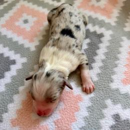 Daisy - Blue merle female Australian Shepherd puppy in Clover, South Carolina from Jo’s Aussies