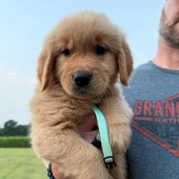Aqua girl - Golden female Golden Retriever puppy in Macy, Indiana from Macy Golden Meadows