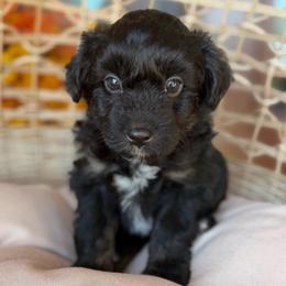Boots - Black tri-color male Aussiedoodle puppy in Grinnell, Iowa from Rural Iowa Aussies & Doodles