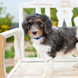 Aussiedoodle, Bernedoodle, Goldendoodle, and Irish Doodle Puppies from Sun Valley Goldendoodles