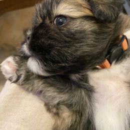Lhasa Apso Puppies from Lhasa Apso Doggy Stylez Fl