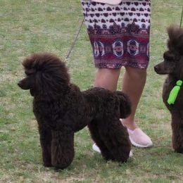 Poodles from Love chocolate poodles