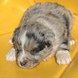 Paisley - Blue merle Miniature Australian Shepherd puppy in Godley, Texas from Nana and Paws Aussies