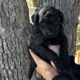 Jack - Black male Poodle puppy in Cabool, Missouri from Rafter B Farms