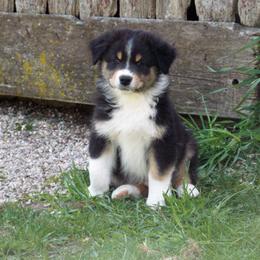 Australian Shepherd Puppies from Celtic Brae Australian Shepherds
