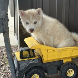 Dusty - Merle male Pomsky puppy in Doon, Iowa from Luxury Pomsky
