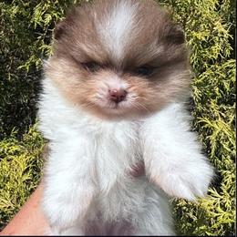 Pomeranian and Siberian Husky Puppies from Anuun's Huskies