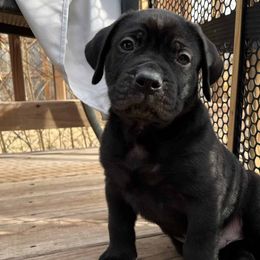 Perro de Presa Canarios from Medianoche GatoPerros