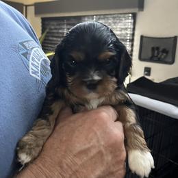 Boy 3 - Black and tan male Cavalier King Charles Spaniel puppy in Morriston, Florida from Cutesy Cavaliers