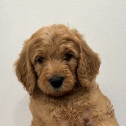Goldendoodle Puppies from Ankeny Doodles