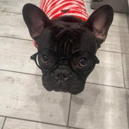 French Bulldog Puppies from Fancy Face Frenchies