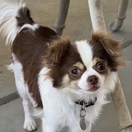 Sophie - Chihuahua