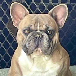 Chopper - French Bulldog