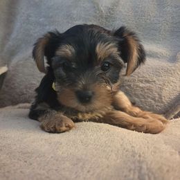 Female yellow collar - Black and tan female Yorkshire Terrier puppy in Bristol, New Hampshire from Hilly Acres Farm