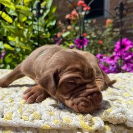 Teal collar - Chocolate male Great Dane puppy in Corsica, Pennsylvania from Ferguson Family Danes LLC