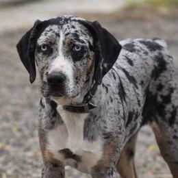 Dazzle - Catahoula Leopard Dog