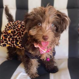 Kit Kat - Merle female Cavapoo puppy in Van Alstyne, Texas from Home Grown Puppies