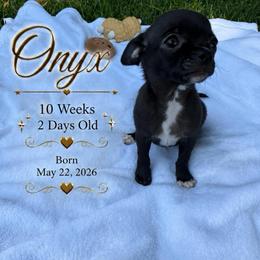 AKC Onyx - Black and white male Chihuahua puppy in Columbus, Nebraska from Prancy Pawz